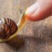 How to use snail serum